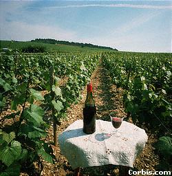 click here for Wine Tasting Courses offer